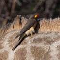 Yellow-billed Oxpecker